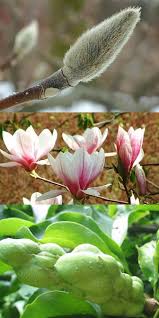 Image result for magnolia soulangeana