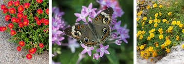Maybe you would like to learn more about one of these? Summer Flowers Arizona Summerwinds Nursery