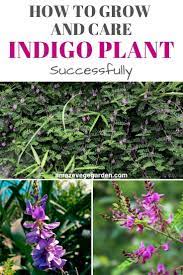 How To Successfully Grow And Care For An Indigo Plant Amaze Vege Garden In 2020 Indigo Plant Plants Vegetable Garden For Beginners