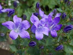 Gardens shaded by trees and buildings are increasingly common as gardens get smaller. Perennials For Shade That Bloom All Summer The Garden Glove