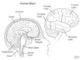 Human Brain Anatomy Human Brain Anatomy Brain Anatomy Anatomy Coloring Book