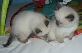 Merlin Et Maldive D Allya Des Sacres D Hangoon Nes Le 19 02 2016 Chat Sacre De Birmanie Sacre De Birmanie Chihuahua