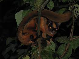 Bhutan Giant Flying Squirrel Petaurista Nobilis A Narrow Range Restricted To Central Nepal Sikkim And Western Aru Flying Squirrel Squirrel Animal Study