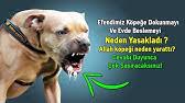 Kedi Ve Kopek Beslenen Evde Namaz Kilinir Mi Vede Bunlari Evde Beslemek Caiz Midir Tahir Tural Youtube
