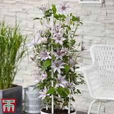 Garden crossings offers over 70 varieties of clematis; Clematis Patio Collection Thompson Morgan