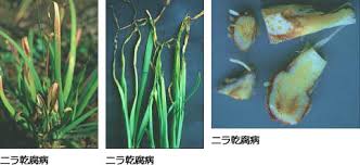 ニラ乾腐病 病害データベース 種苗事業部 武蔵野種苗園