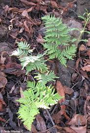 Image result for Sinopteridaceae