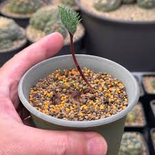 Image result for Eriospermum cecilii