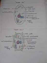 Maybe you would like to learn more about one of these? Plant Cell And Animal Cell Plant And Animal Cells Plant Cell Animal Cell Drawing