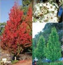 Its average texture blends into the landscape, but can be balanced by one or two finer or coarser trees or shrubs for an effective composition. Ornamental Pear Tree Hyland S Nursery