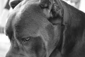 Aug 2019) male cane corso in new york. Altiero Cane Corso Home Facebook