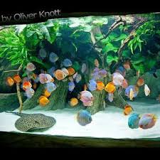 5 500 Liter Year 2015 Location Kolle Zoo Karlsruhe Oliverknott Ok Aqua Kollezookarlsr Tropical Fish Aquarium Tropical Fish Tanks Freshwater Aquarium Fish