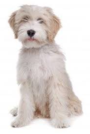Tibetan Terriers Complete Dog Breed Profile And Information Tibetan Terrier Small Dog Breeds Terrier