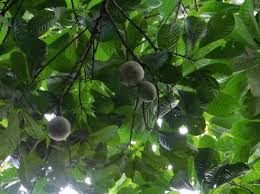 Image result for Pouteria pseudoracemosa