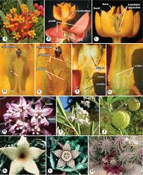 Image result for Apocynaceae subfamily Periplocoideae