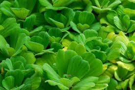 Image result for Pistia