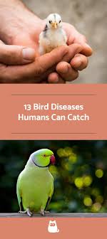 Names Birds That Start With Q Bird Diseases Humans Can Catch A Full List What Is A Bird Poultry Diseases Bird