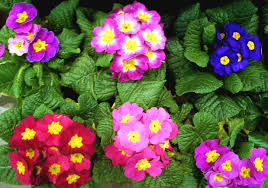 English Primroses Are The Flower Of My Birth Month And Coincidentally Are Super Pretty I Love A Early Spring Flowers Shade Loving Flowers Spring Perennials