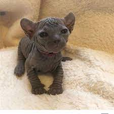 pin auf hairless cat