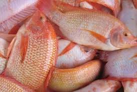 Salah satu budidaya yang popular dibudidayakan adalah ikan nila. 21 Jenis Ikan Nila Lengkap Dan Gambarnya Plus Teknik Budidaya