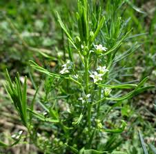 Image result for Thesium