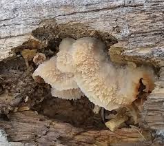 Image result for Merulius incarnatus