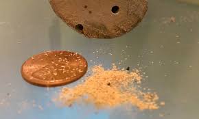 The following list indicates common signs of a subterranean termite infestation. How To Identify Drywood Termite Droppings Thrasher Termite Pest Control