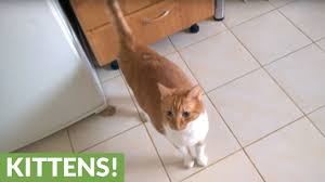 If it is wagging its tail and it is also laying down, panting, vomiting or otherwise acting strangely, it is important to get them what is the purpose of a cat's tail? Why Do Cats Wag Their Tails When You Talk To Them 7 Whys