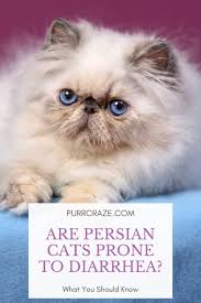 Diarrhoea is one of the most common ailments among pets. Are Persian Cats Prone To Diarrhea What You Should Know Purr Craze