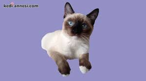 Snowshoe Kedisi Kisa Tuylu Kedi Cinsleri Kediannesi Com