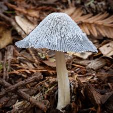 Image result for Coprinus lagopus