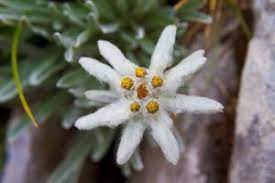 Pin On Edelweiss