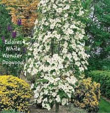 It's a wonder that more people don't grow and enjoy eddie's white wonder dogwood. Pre Order The Amazing Eddies Mountain Edge Nursery Facebook