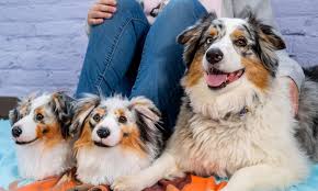 Our designers can design great pet socks for you, just need pet pictures, like cats, dogs, parrots, birds. Plush Pet Slippers Cuddle Clones