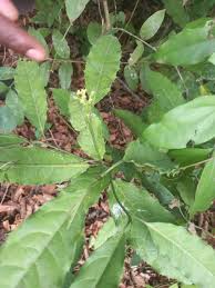 Image result for Rinorea ilicifolia