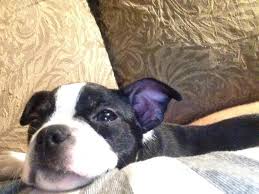 Ready for new homes june 3,2019. Boston Terrier Dog Shipping Rates Services