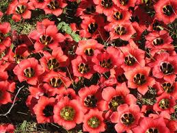 Image result for Romulea congoensis