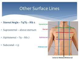 Rib 2 is thinner and longer than rib 1, and has two articular facets on the head as normal. Surface Anatomy Of Thorax Lungs And Breast Ppt Video Online Download