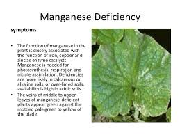 Résultat de recherche d'images pour "zinc burn in plants"
