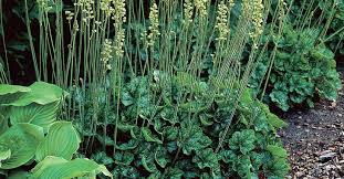 Image result for Heuchera cylindrica Greenfinch