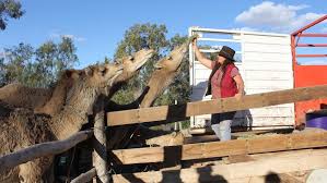 Camels dead as race to relocate 130 rescued animals hits tragic hurdle