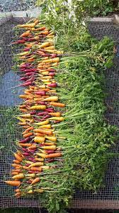 How To Grow Carrots Successfully From Seed To Table Homestead And Chill Planting Vegetables Carrot Gardening Growing Carrots