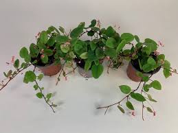 Image result for Begonia elaeagnifolia