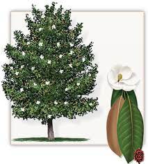 Pin By Teresa Alesi On Magnolias Southern Magnolia Tree Magnolia Trees Southern Magnolia