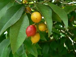 Image result for Scolopia stolzii