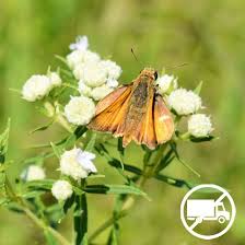 Image result for Pycnostachys reticulata