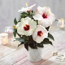 Hibiscus needs warm temperatures to bloom. Growing Hibiscus Indoors Hibiscus Care Indoors Balcony Garden Web