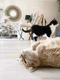 How To Get Cats To Stop Scratching Furniture Cat Scratching Furniture Stop Cat Scratching Furniture Cat Behavior