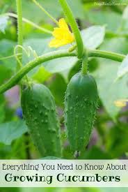 Regardless of which you choose, growing cukes vertically on trellises makes the best use of your garden space. Growing Cucumbers Everything You Need To Know