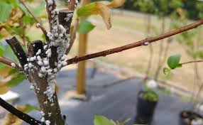 We texans sure do love our crape myrtles, unfortunately so does this fairly new pest to north texas called bark scale. Tipping The Scale Fifteen Years Of Crapemyrtle Bark Scale Smushing Cross Timbers Urban Forestry Council